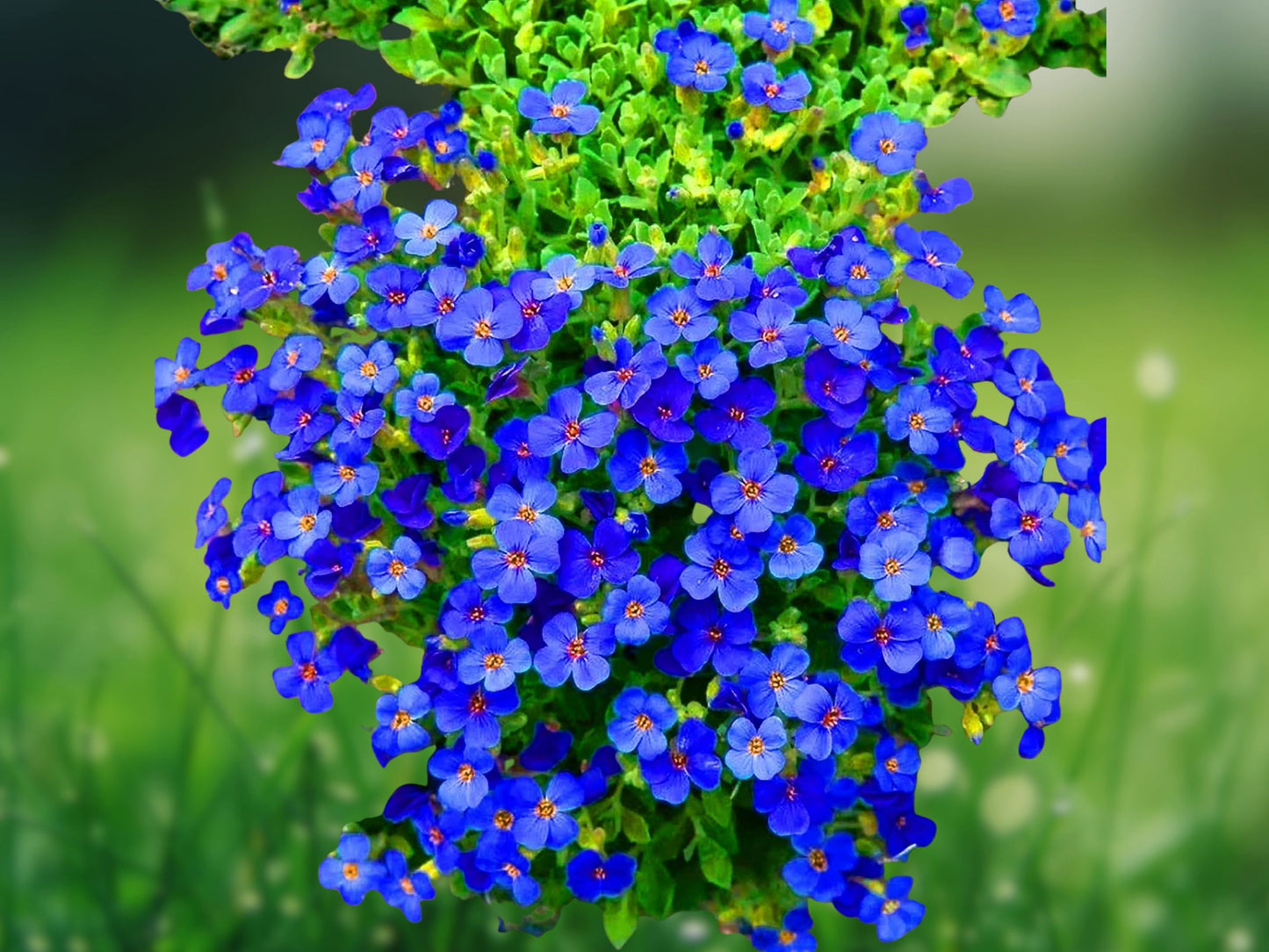 300 Blue Creeping Thyme Seeds - Non-GMO, Fragrant Ground Cover, Easy Grow Perennial Herb