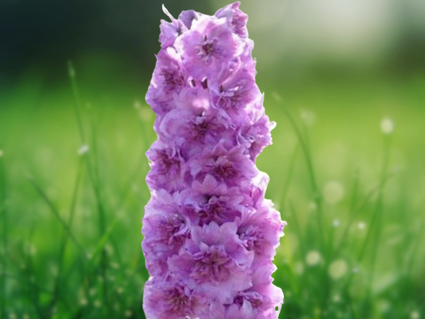 50 Sweethearts Delphinium Seeds, Perennial Garden Flower