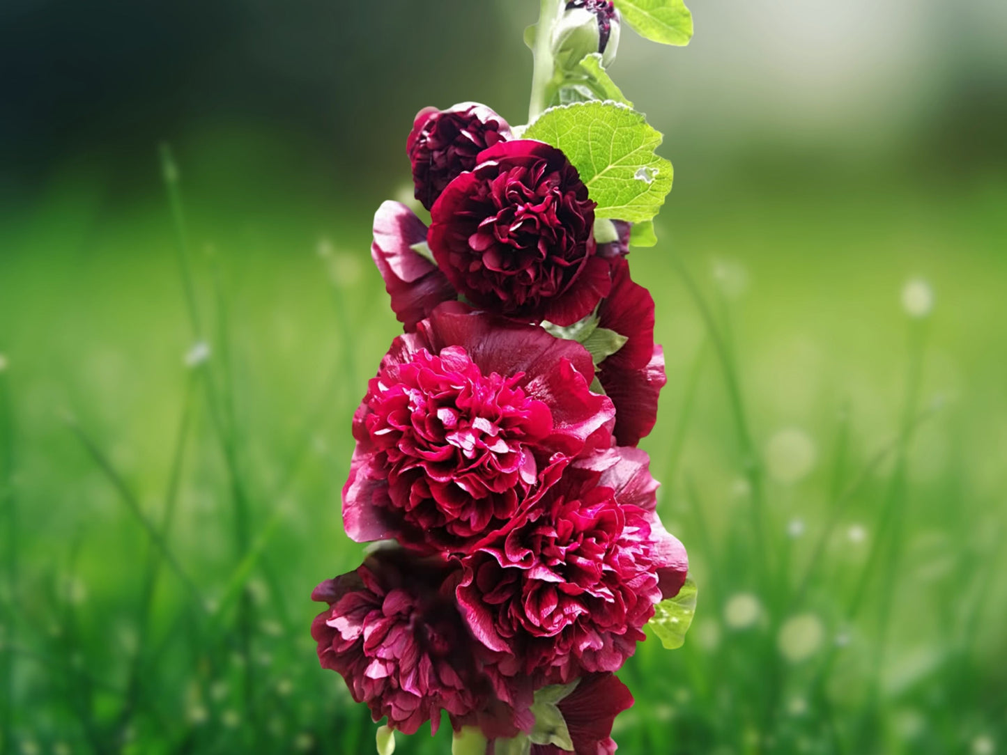 25 Seeds Double Blackberry Hollyhock Perennial Flower