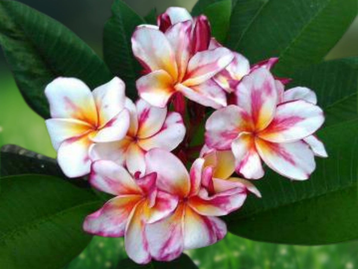 5 Plumeria Seeds - White, Yellow & Pink Flowering Perennial Plants