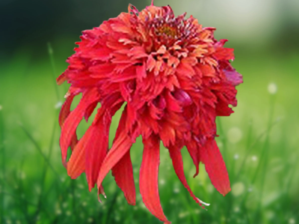 50 Orangeberry Coneflower Seeds – Echinacea Perennial Flower