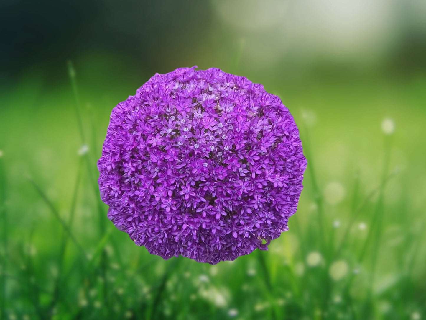 1 Bulb Gladiator Allium Giant Ornamental Flower Onion Fast Grow Perennial