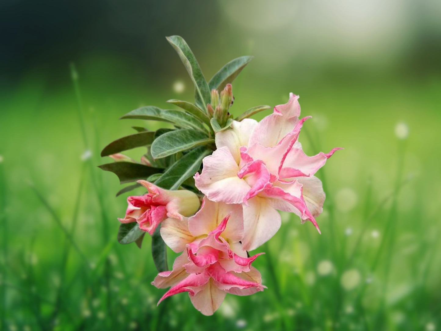 25 Double White Pink Clematis Seeds Bloom Climbing Perennial Flower Seed