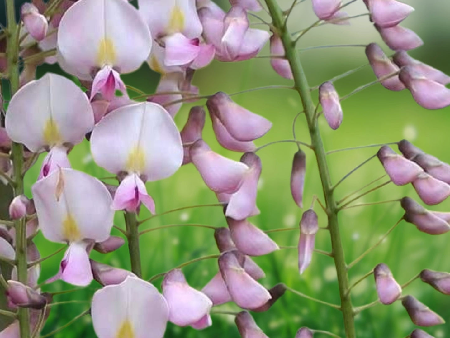 5 Seeds Light Pink Wisteria - Climbing Perennial Vine, Fragrant Pink Flowers