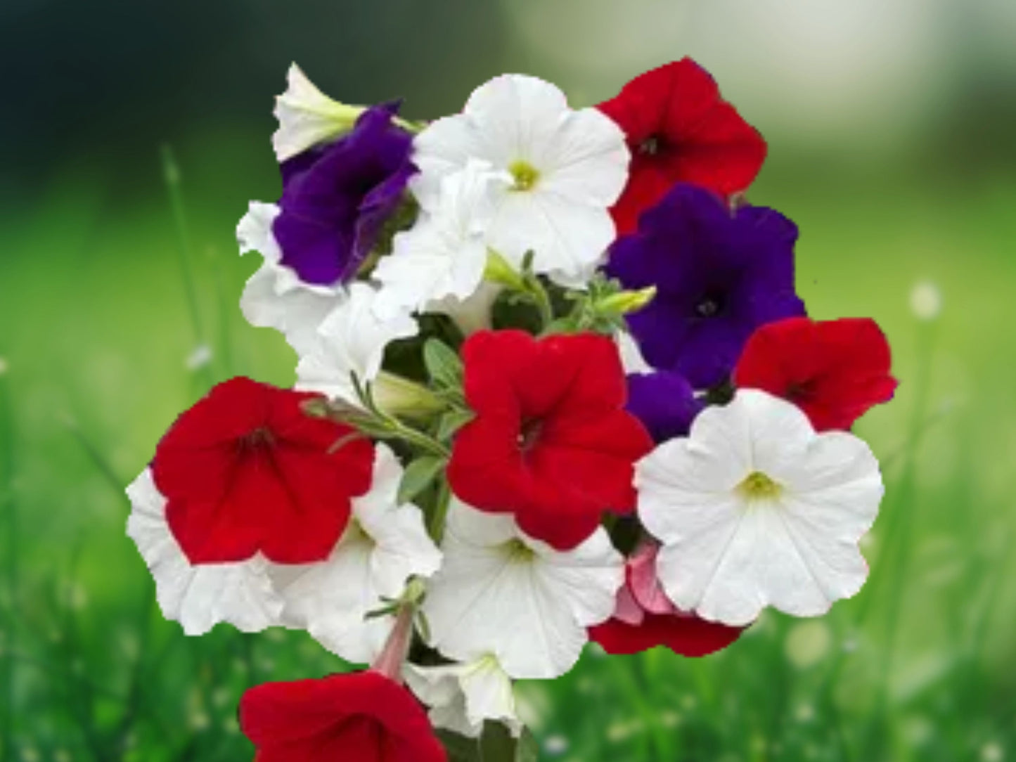 50 Red White Purple Mix Petunia Seeds - Colorful Annual Flower Seeds for Garden, Easy to Grow