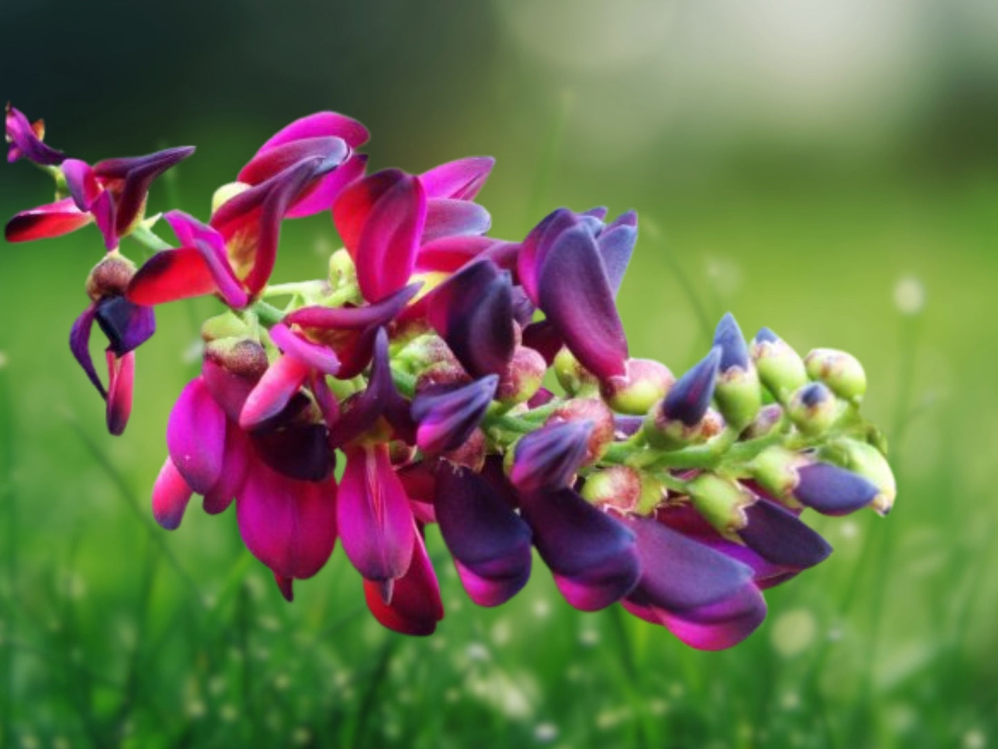 5 Seeds Evergreen Wisteria Bright Pink Vine Climbing Flower Perennial