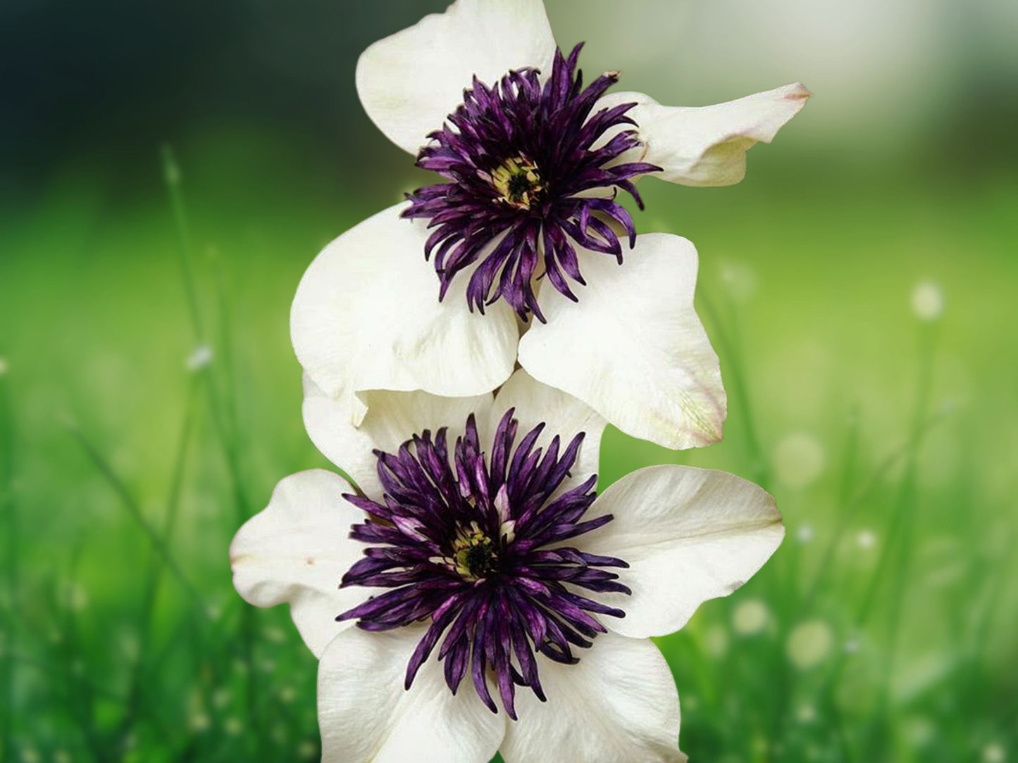 25 White Purple Clematis Seeds Perennial Climbing Vine Flower