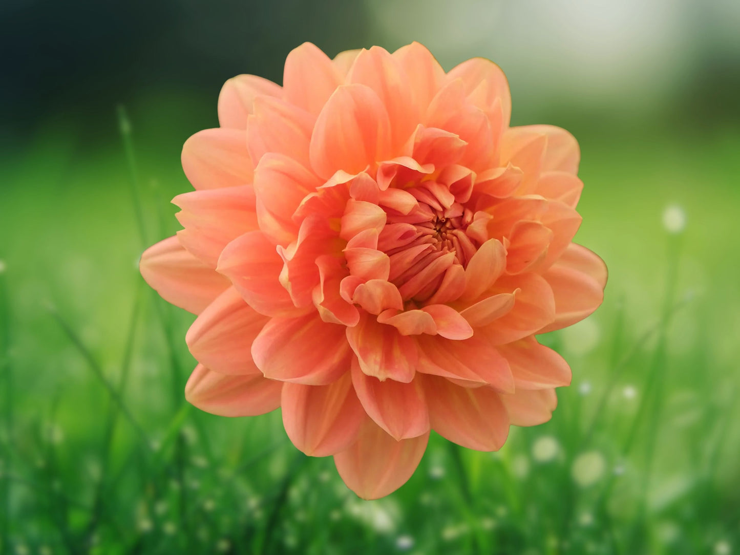 25 Rancho Dahlia Seeds Perennial Flower Garden Bloom