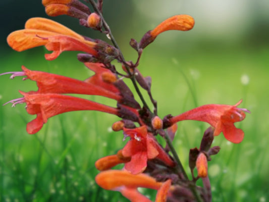 100 Red Hyssop Seeds Agastache Perennial Flower Seed Bloom Hummingbird