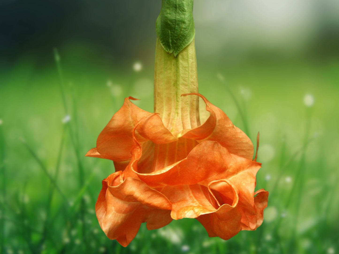 10 Seeds Angel Trumpet Brugmansia Datura Fragrant Flowering Plant