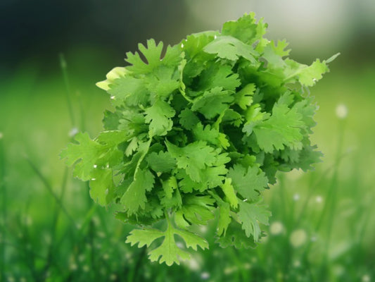 1168 Seeds Cilantro (Split) Leisure Coriander for Oriental & Mexican Cuisine