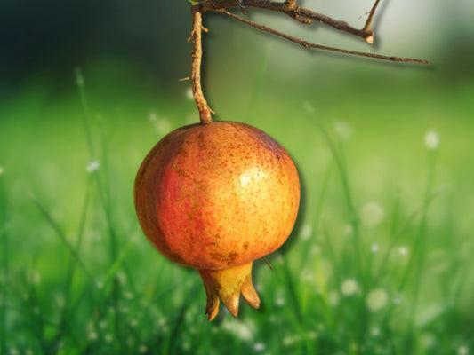 2 Pomegranate Trees Sirenyevi Cold Hardy Live Plants Fast Shipping