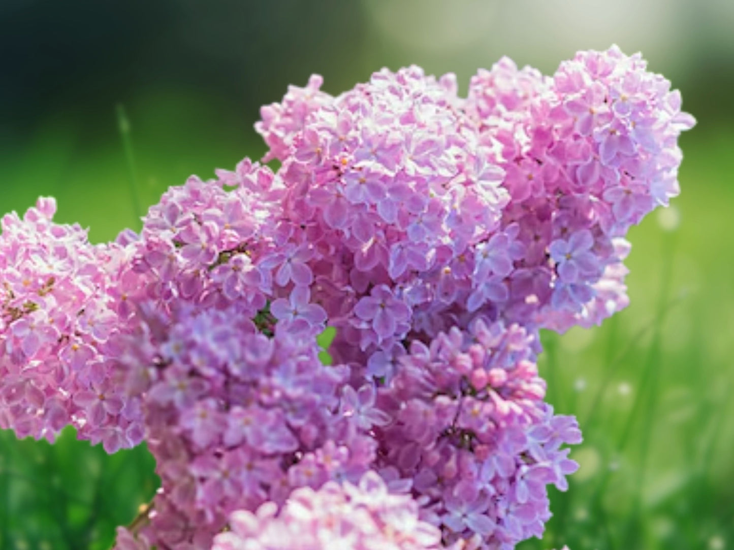 25 Heather Lilac Seeds Perennial Flowering Groundcover