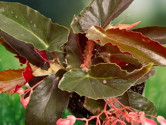 Torch Pink Angel Wing Begonia Live Plant 10-12" Tall in 4" Pot Fast Shipping