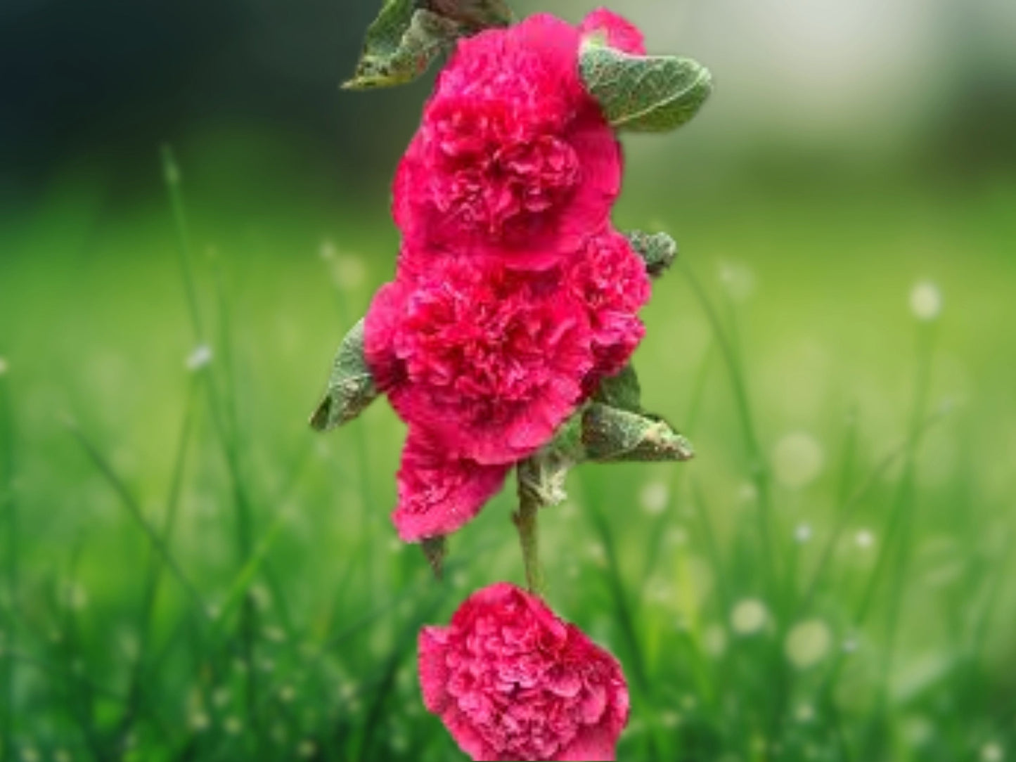 25 Seeds Double Rosey Red Hollyhock Perennial Giant Flower Garden Plant