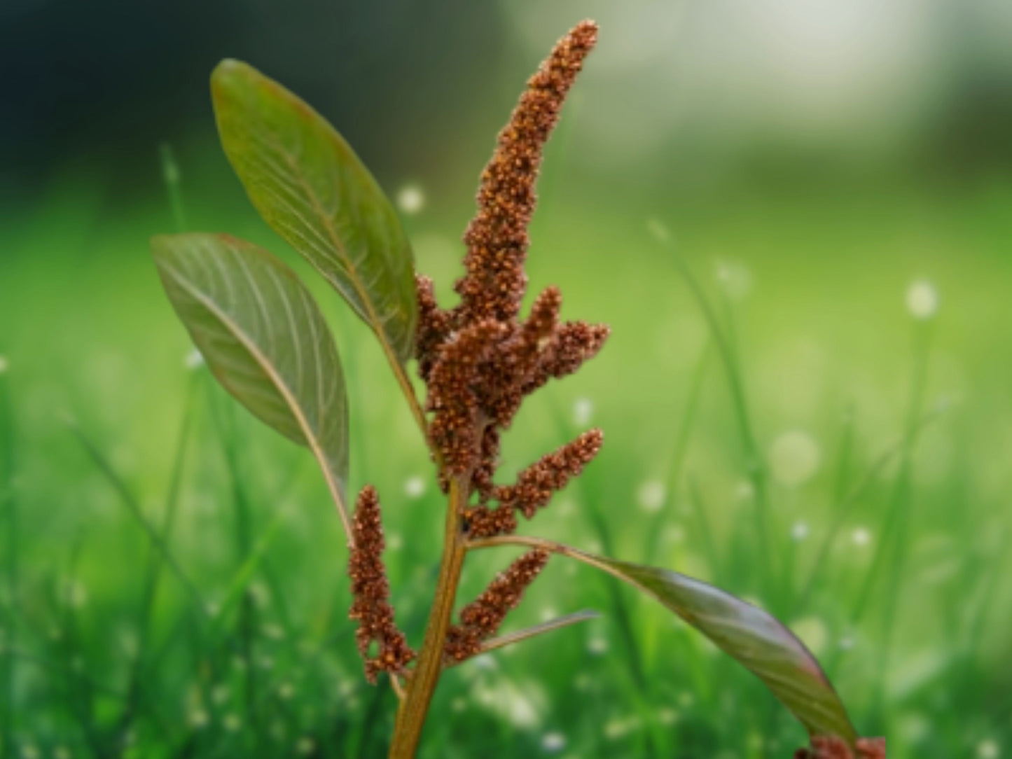 500 Amaranthus Hot Biscuits Seeds - Amaranthus Cruentus | FREE SHIPPING