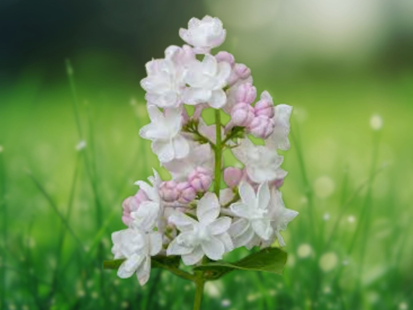 25 Light Pink Lilac Tree Seeds - Fragrant Hardy Perennial Flower
