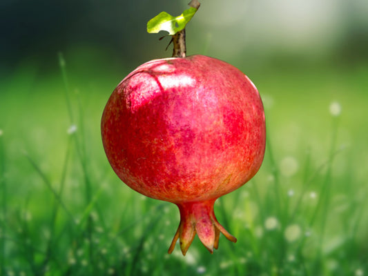 Afganski Russian Sirenyevi Pomegranate Cold Hardy Live Plants Fast Shipping