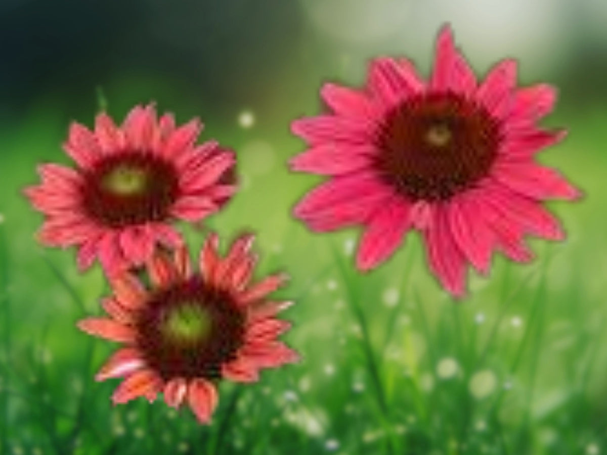 50 Tres Amigos Coneflower Seeds - Echinacea Perennial Flower Seeds