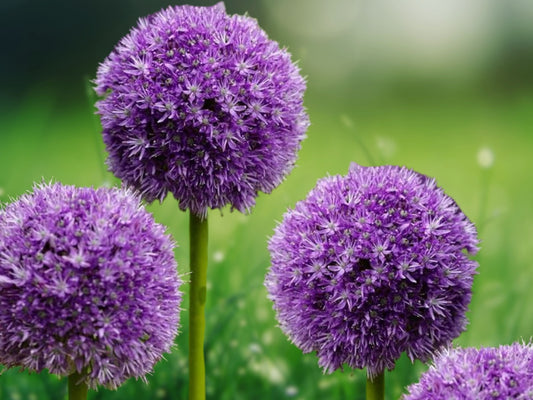 100 Giant Onion Seeds Allium Giganteum - Edible Flowering Herb, Purple Blooms, Annual Garden