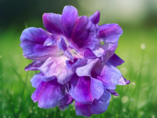 20 Spanish Blue Eyes Morning Glory Seeds Annual Flower Climbing Vine