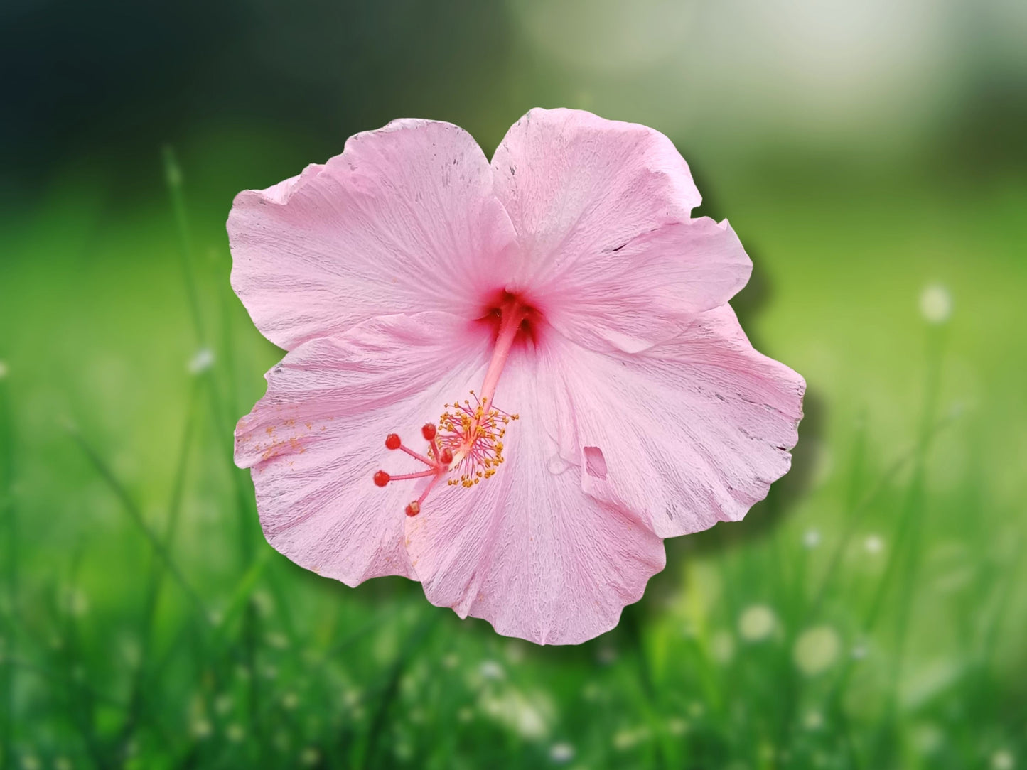 Seminole Pink Hibiscus Starter Live Plant 5" Tall Fast Shipping