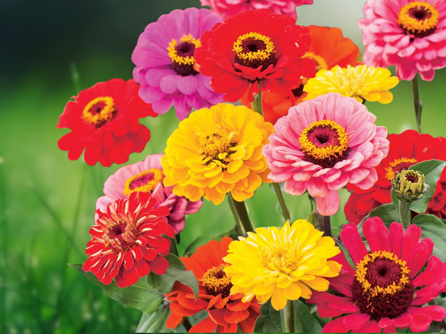 Vibrant Zinnia Flower Seeds Mix - 200+ Seeds - Easy to Grow Garden Flowers - Stunning Colors