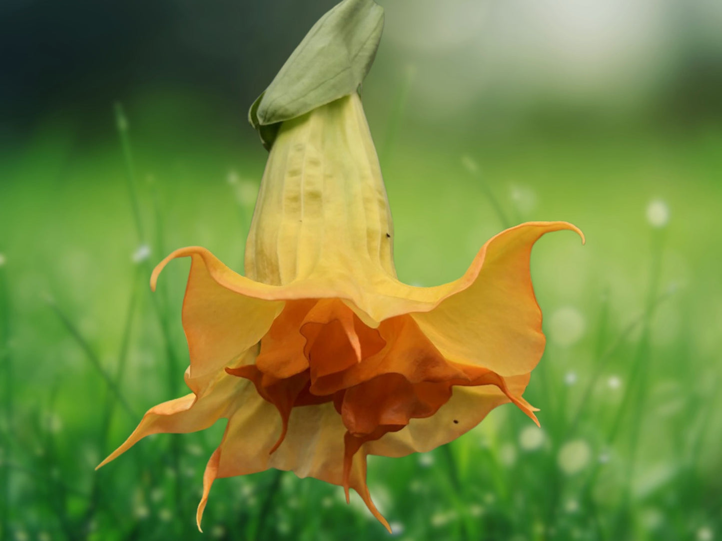 10 Seeds Tsunami Angel Trumpet Brugmansia Flower
