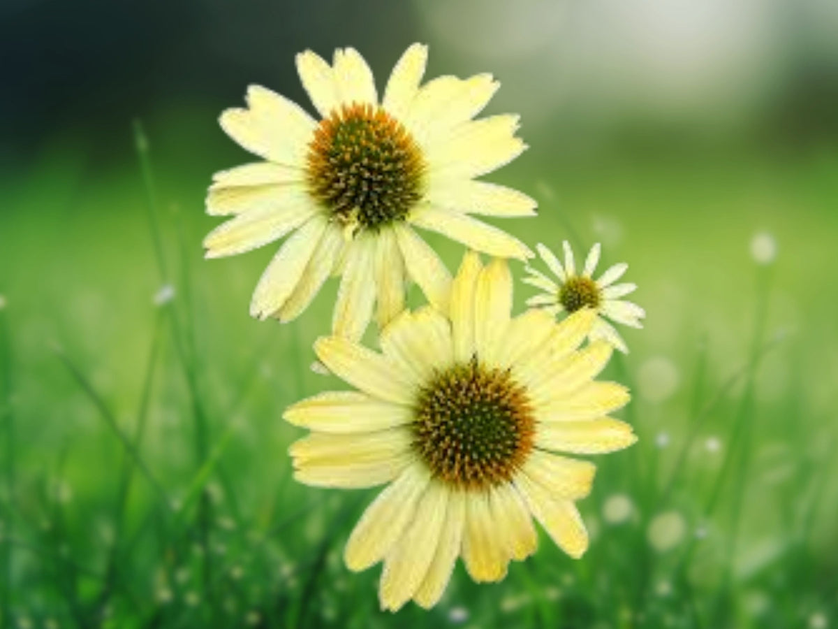 50 Yellow Coneflower Seeds - Echinacea Perennial Flower Seeds
