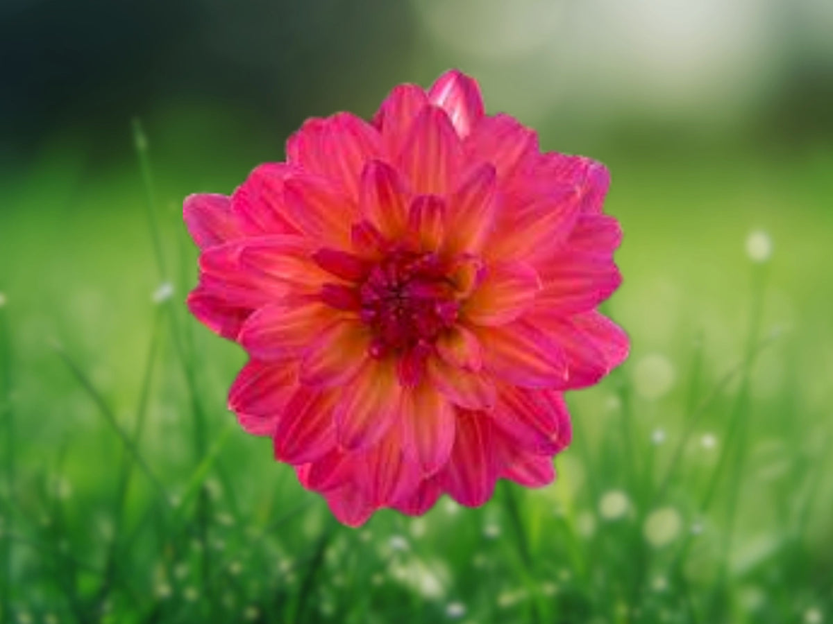 25 Karisha Dahlia Flower Seeds Perennial Blooming Garden Plant