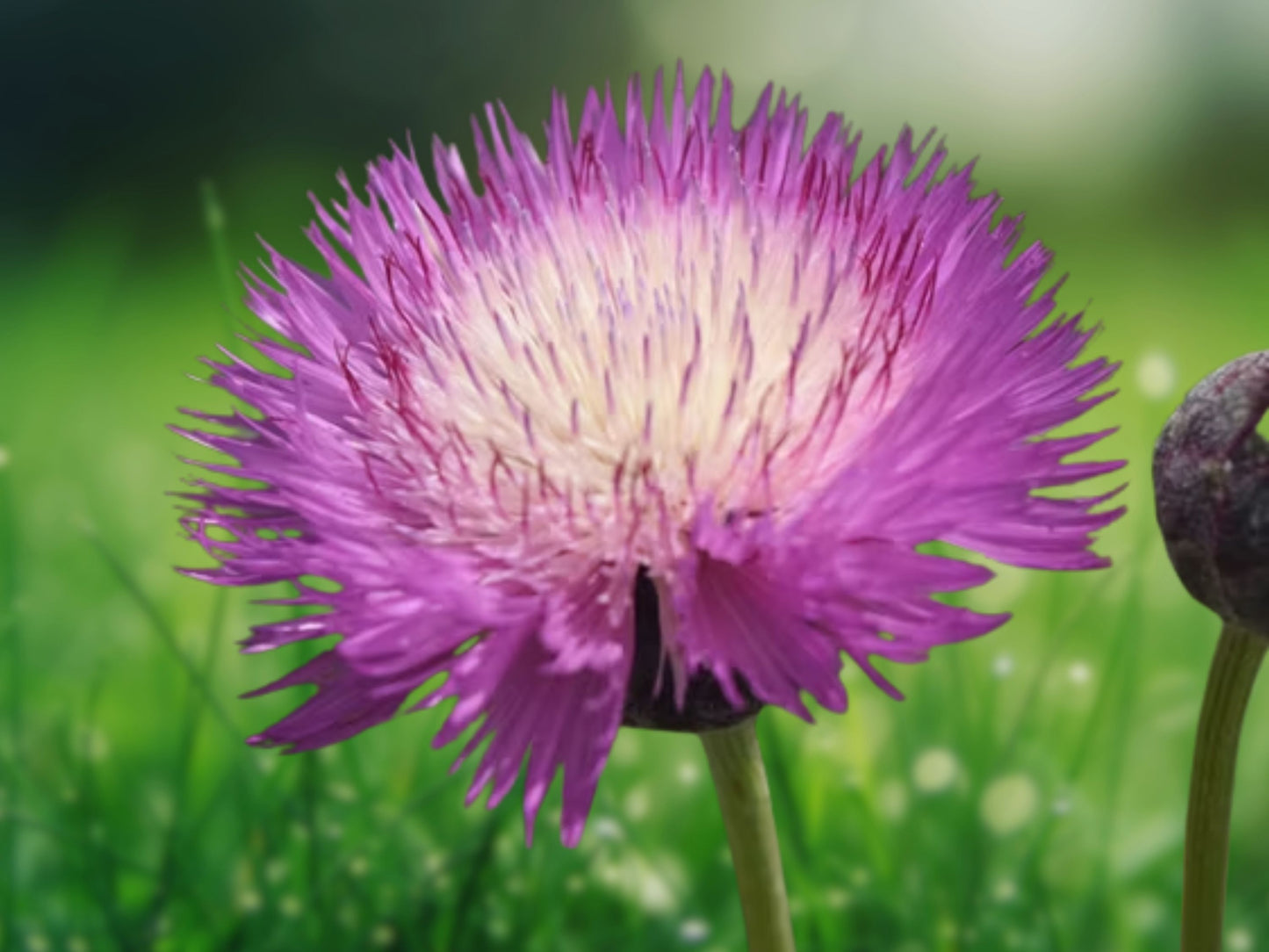 50 Pink Purple White Sweet Sultan Flower Seeds Perennial Flowers