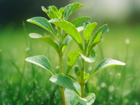 15 Stevia Seeds - Sweet Herb Plant Natural Sugar Substitute - Stevia rebaudiana