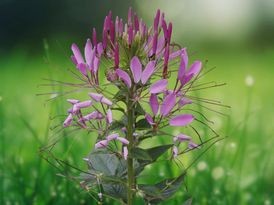 100 Seeds Lilac Spider Flower (Cleome spinosa) Perennial Attracts Bees