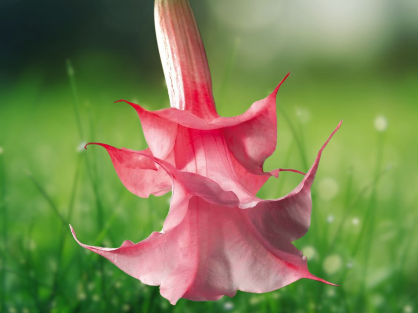 10 Seeds Bubble Gum Angel Trumpet Brugmansia Fragrant Pink Flowering Plant
