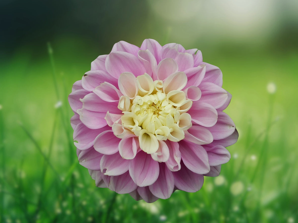 25 Seeds Fluffles Dahlia Perennial Flowering Bloom Garden Seeds