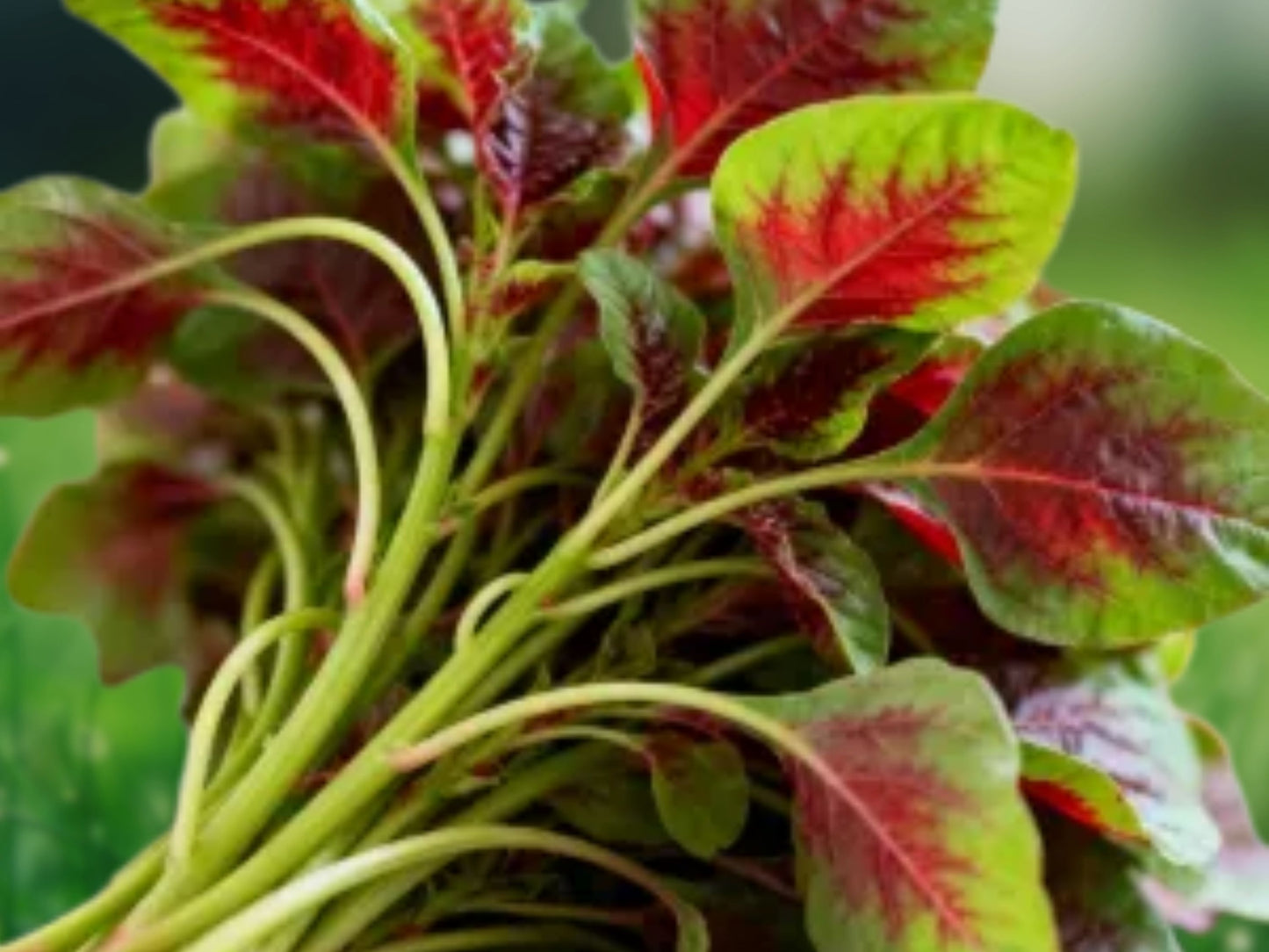 4,000 Seeds Red Green Amaranth Spinach Rau Den | Vietnamese Vegetable | Edible Leaf