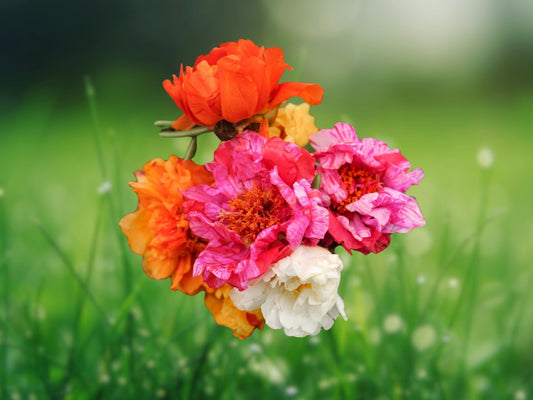 100 Double Mix Moss Rose Seeds | Portulaca Grandiflora | Perennial Drought Tolerant Ground Cover Flower