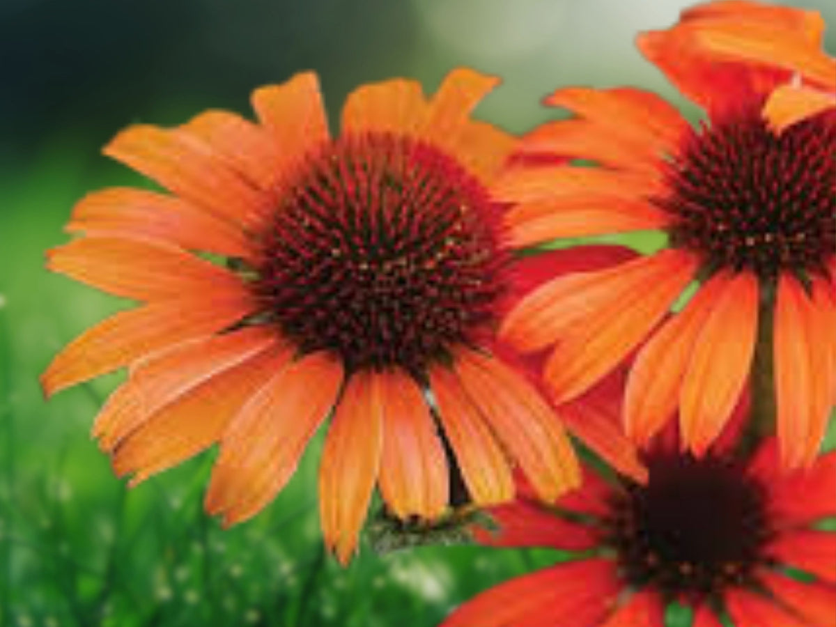50 Orange Skipper Coneflower Seeds - Echinacea Perennial Flower