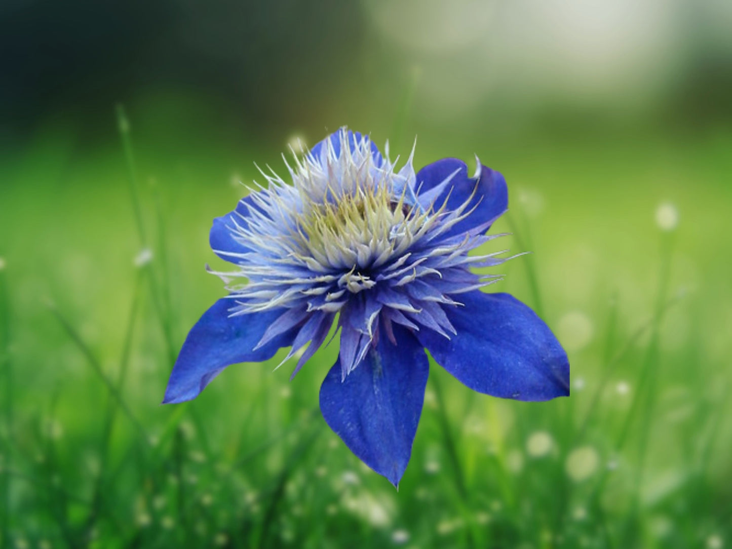 25 Double Blue Clematis Seeds | Perennial Flowering Vine, Gorgeous Large Blue Blooms