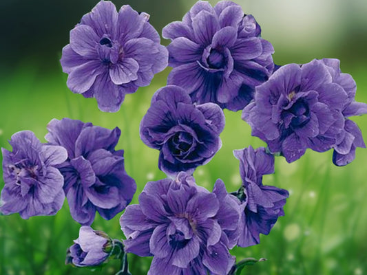 10 Seeds Double Purple Geranium Perennial Flower Hardy Garden Plant Attracts Pollinators