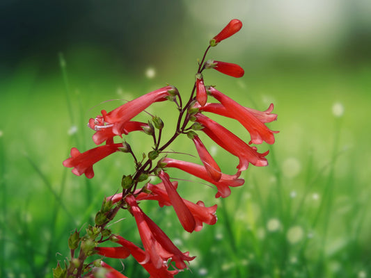 200 Seeds Penstemon Eatoni Red Hummingbird Perennial Wildflower Firecracker Plant