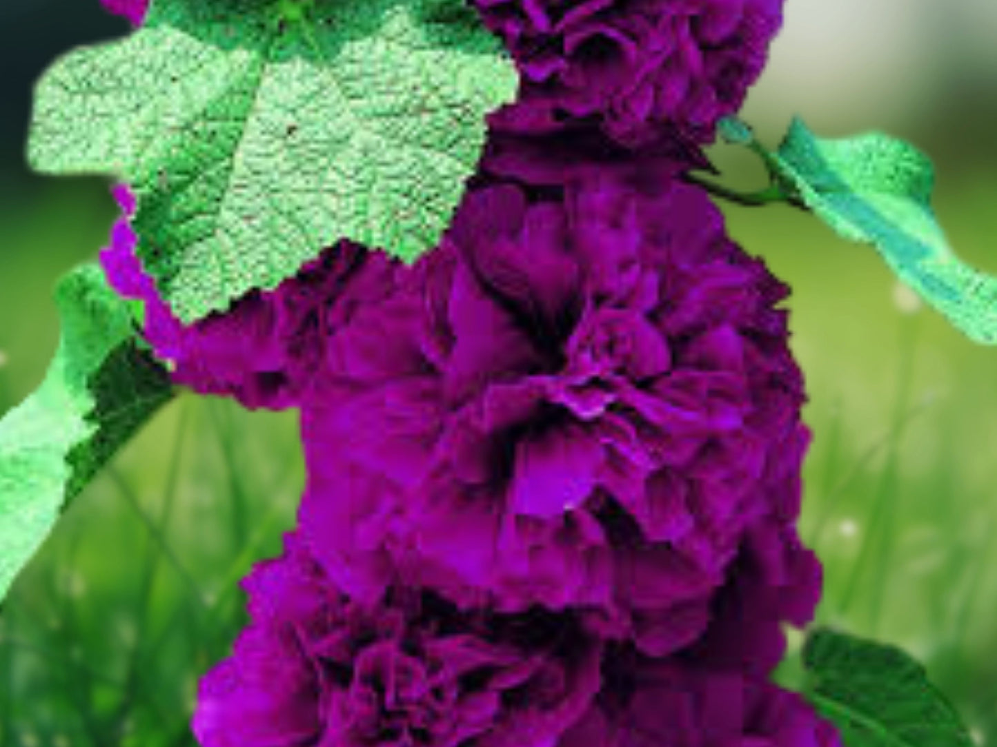 25 Seeds Double Violet Hollyhock Perennial Flower