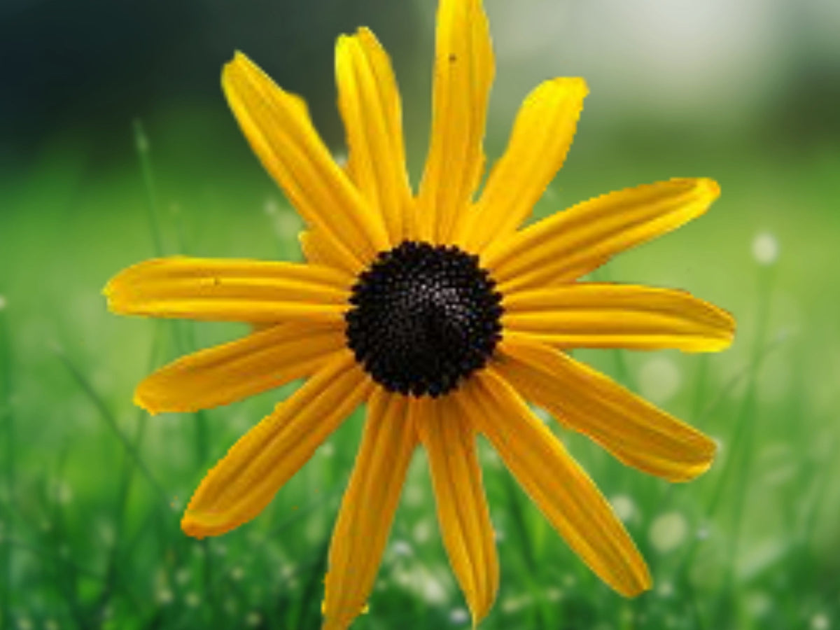 50 Ozark Gold Coneflower Seeds - Echinacea Perennial Flower
