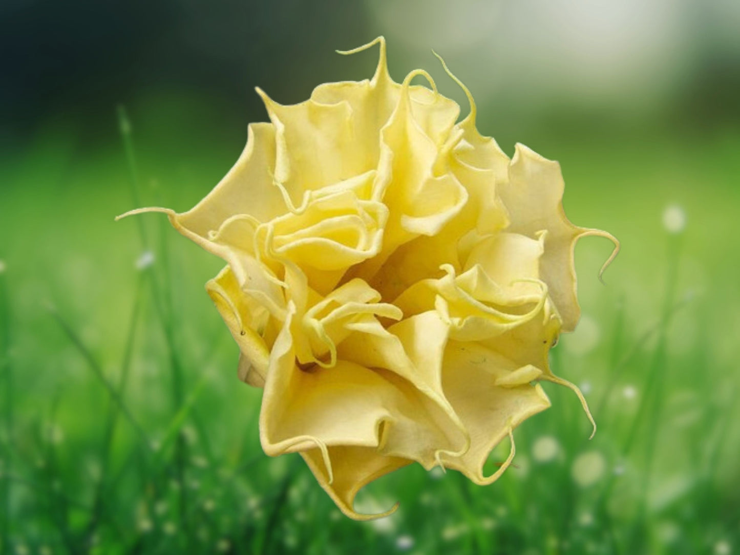 10 Seeds Triple Yellow Angel Trumpet Brugmansia Flowers