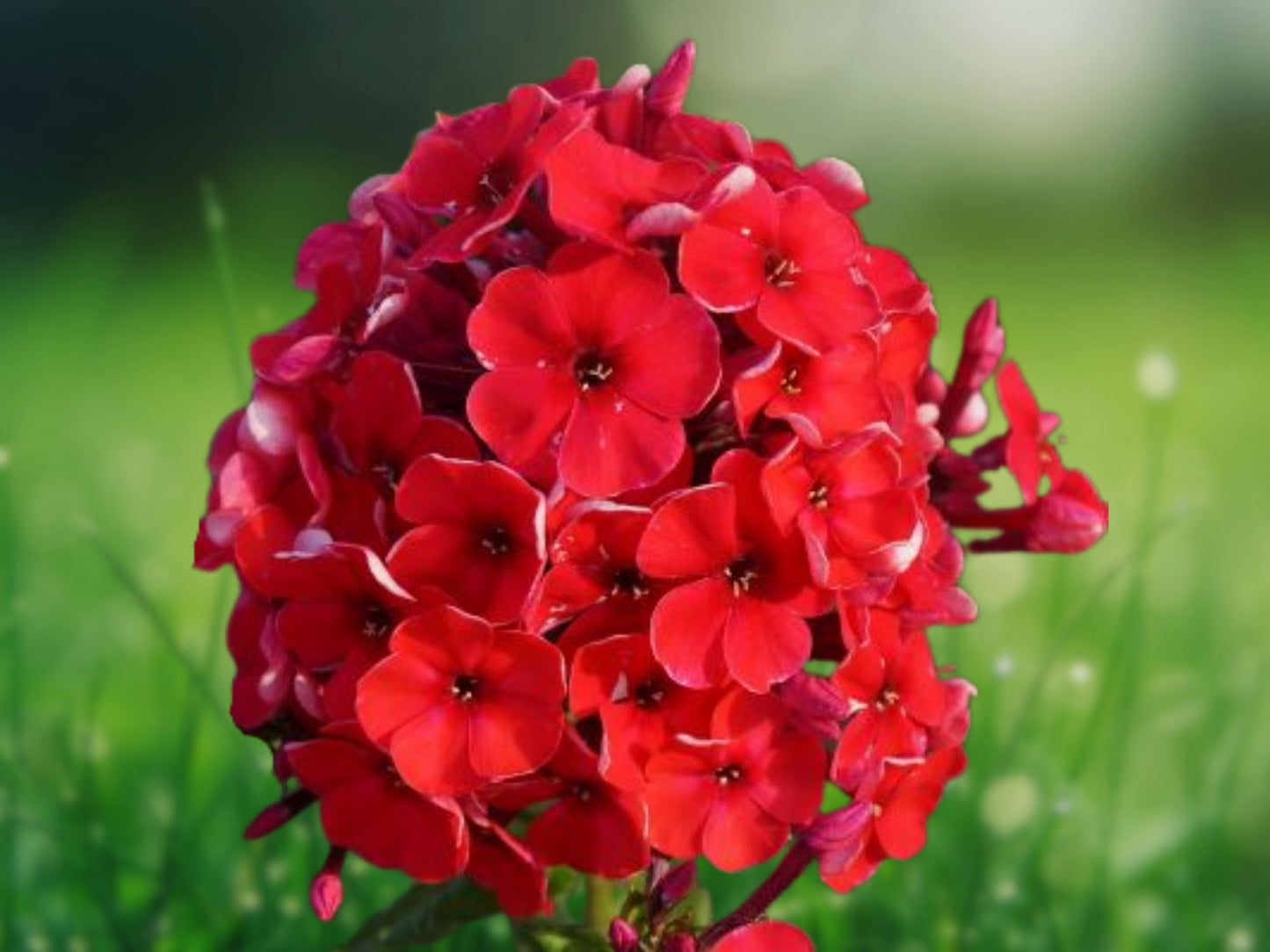 50 Bright Red Phlox Seeds Flower Perennial Flowers Seed Butterfly