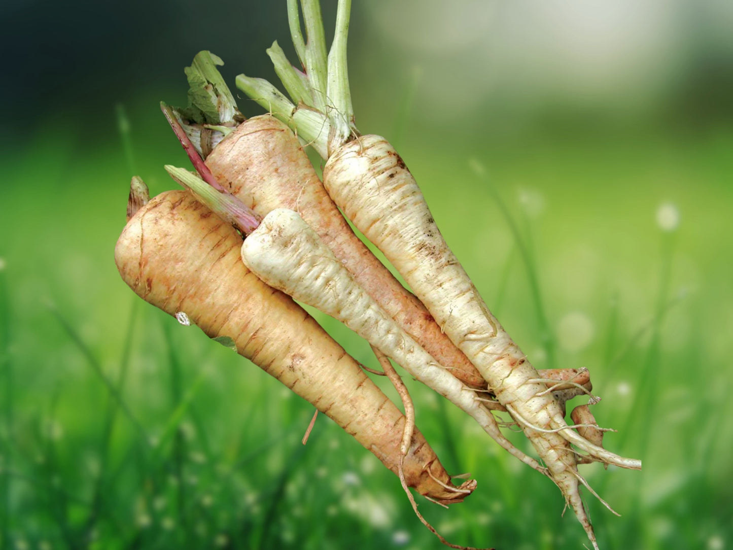 200+ Harris Early Model Parsnip Seeds | Heirloom Vegetable Garden | Fast Shipping