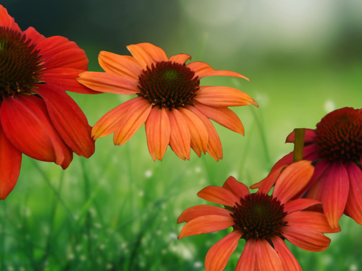 50 Cheyenne Spirit Coneflower Seeds – Echinacea Perennial Flower Seeds