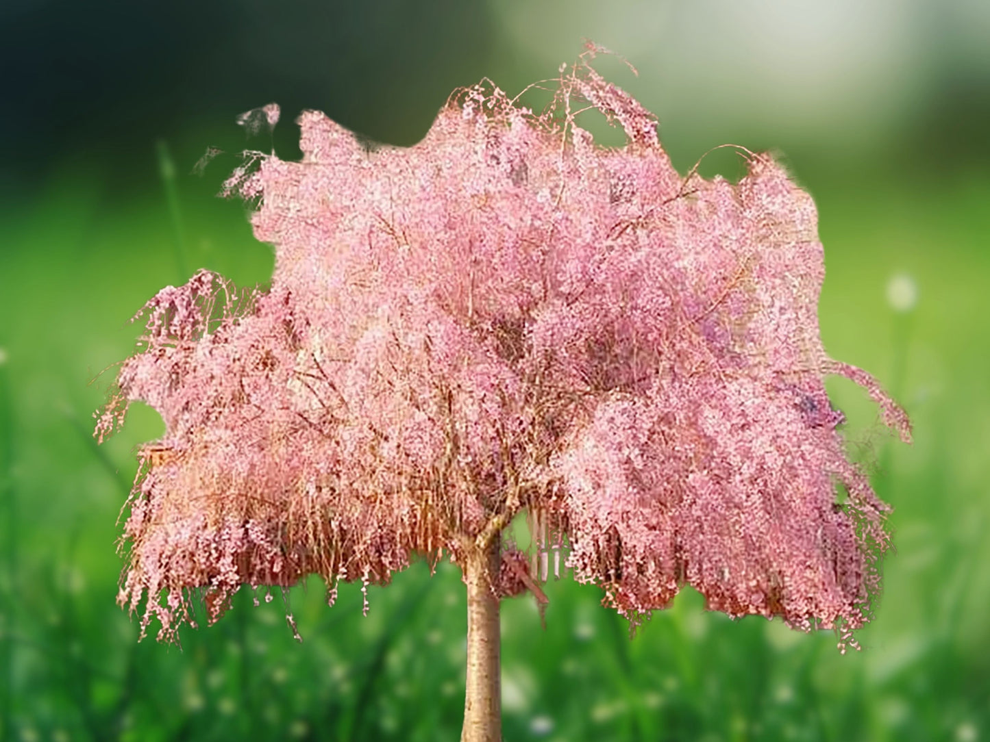 5 Seeds Weeping Pink Cherry Tree Flowering Japanese Ornamental Blossom Tree