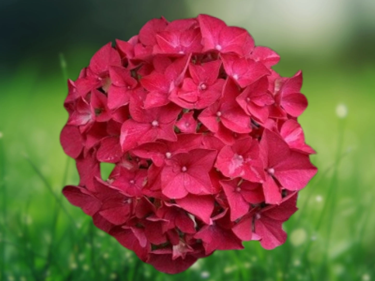 5 Red Hydrangea Seeds Perennial Hardy Garden Shrub Beautiful Blooming Flower Outdoor Plant