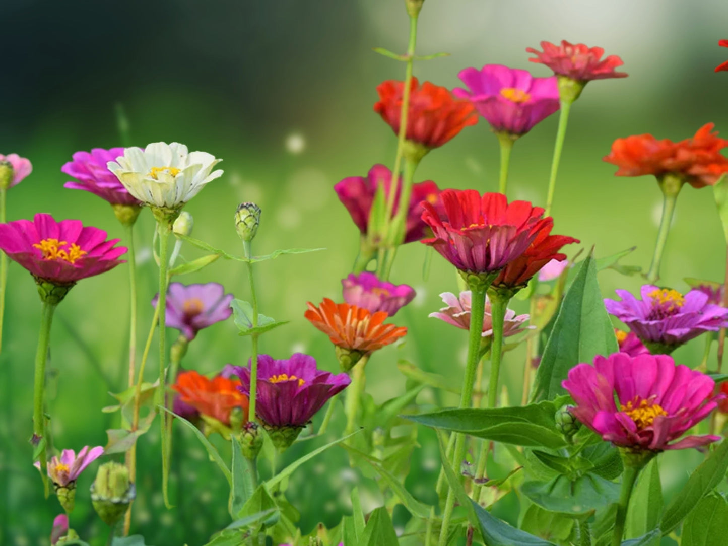 250+ Late Bloomer Wildflower Mix Seeds Autumn Fall Bloom Fast Shipping